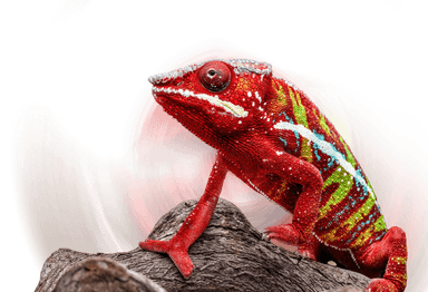 Bright red chameleon with colorful stripes perched on a branch against white background