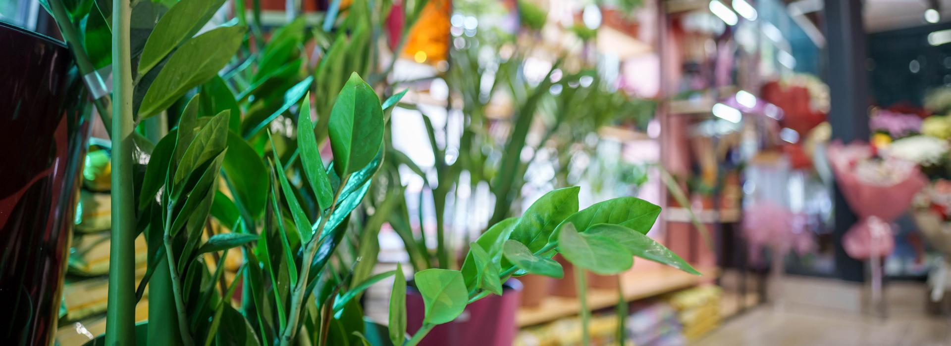 Plants in nursery